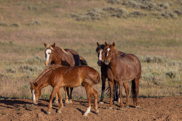 Fototapeta premium Wild Horses in Summer in the Wyoming Desert