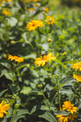 bee on yellow flower