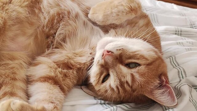 chat allong&eacute; sur un lit