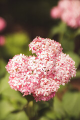Obraz premium pink flower in the garden
