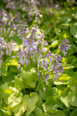 flowers in the garden