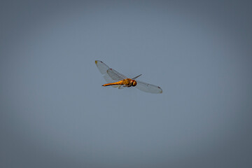 Dragonfly suspended in midair