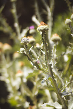 close up of flower buds