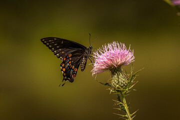 Black Swallowtail Butterfly collects nectar from a thistle flower