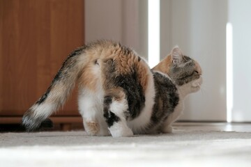 A small kitty in heat is standing in a characteristic position with a raised tail in the room. This is the Exotic cat breed. It is similar to a Persian cat, but has short hair.