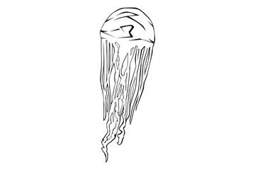 animal lineart