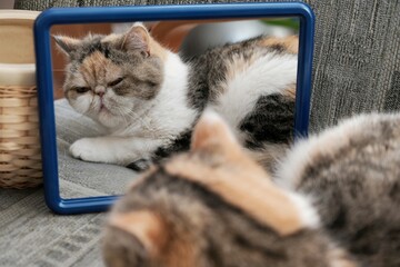 The little cat lies on the armchair and looks in the mirror. This is the Exotic cat breed. It is...