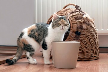 Fototapete bei efototapeten.de bestellen   