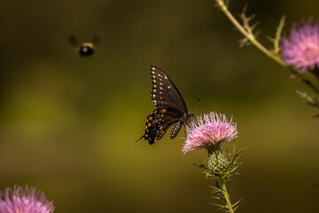 Black Swallowtail Butterfly collects nectar from a thistle flower