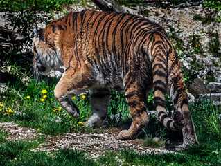 Siberian tiger on the lawn. Latin name - Panthera tigris altaica	