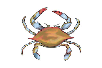 crab  - obrazy, fototapety, plakaty
