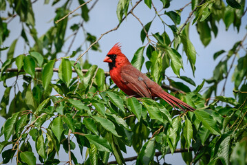 Cardinal in front yard.