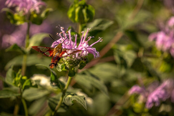 Clearwing Hummingbird Moth collects nectar from wildflowers