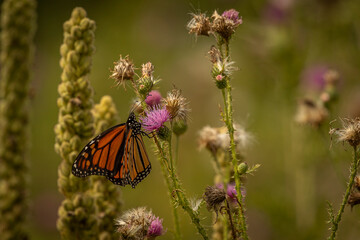 Monarch Butterfly collects nectar from a thistle flower
