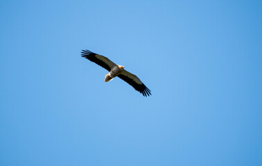 vulture in flight