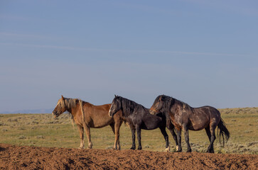 Fototapeta na wymiar Wild Horses in Summer in the Wyoming Desert