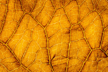 macro photography of autumnal leaf texture