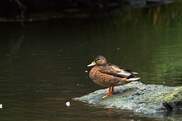 duck in the pond