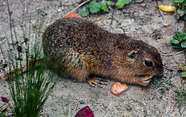 European gopher eats carrot. Latin name - Citellus Oken	

