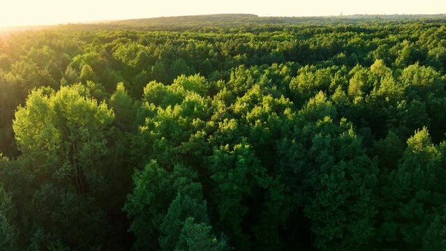 Drone flight over a large forest against the setting sun. The concept of forests, lots of trees and greenery. Aerial view to forest and trees.