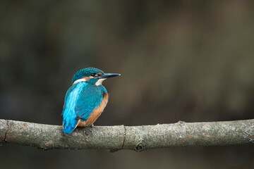 Naklejka premium Kingfischer