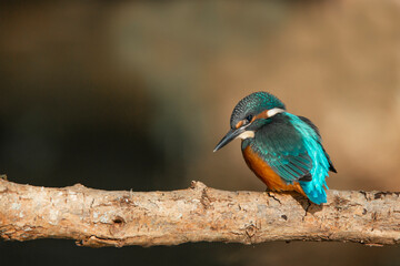 Fototapeta premium Kingfischer