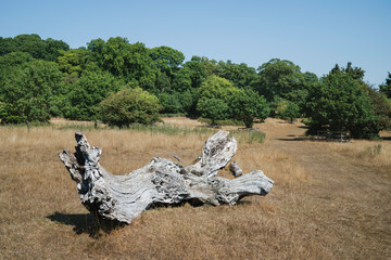 Rotting tree stump surrounded by dry grasses during protracted heatwave. Beverley, UK.