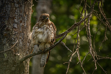 Juvenile Red-shouldered Hawk perched in a tree