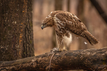 Red-tailed Hawk finishes the remnants of its meal