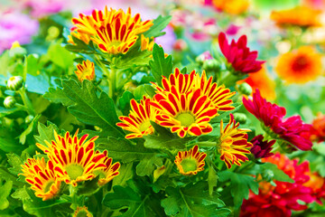 Bunte Chrysanthemen im Garten   Nahaufnahme