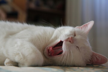 cat sleeping on the bed