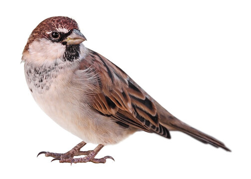 Sparrow (Passer italiae), isolated on PNG transparent background