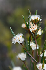 Star like cream flowers of the Australian native Phebalium squamulosum, family Rutaceae, growing in Sydney heath, NSW. Winter and spring flowering.