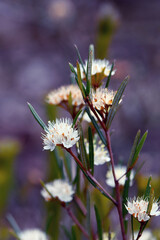 Star like cream flowers of the Australian native Phebalium squamulosum, family Rutaceae, growing in Sydney heath, NSW. Winter and spring flowering.