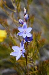 Blue to mauve flowers of the Australian Spotted Sun Orchid, Thelymitra ixioides, family Orchidaceae, growing in Sydney woodland, New South Wales. Spring to summer flowering. 