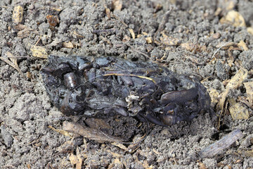 Example of scat of a common garden toad showing insect remains. Taken in George, South Africa.