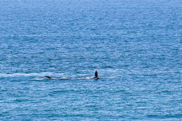 Fototapeta premium Southern Right Whales in Mossel Bay, South Africa during calving season. Eubalaena australis