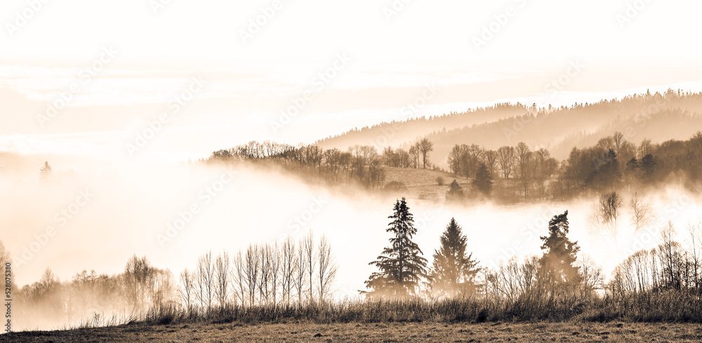 Wall mural morning fog and a forest