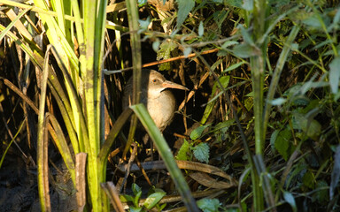 Water Rail, Rallus aquaticus, on river bank in the morning. Water Rail in wild habitat.