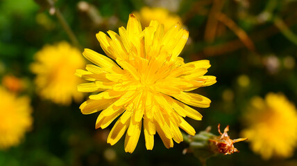 Yellow dandelion flower
