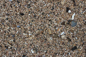 Coarse sand, grit, shells and pebbles in a close up of the beach on Inchcolm Island