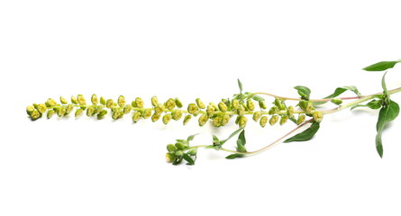 Macro fresh common Ragweed with flower (Ambrosia artemisiifolia) isolated on white  