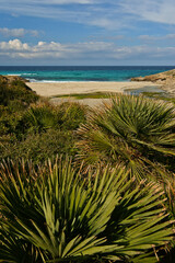 Sa Font Celada. Península de Llevant.Artà.Mallorca.Islas Baleares. España.