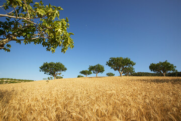 Higueras en un campo de cereales. Sant Joan.Mallorca.Islas Baleares. España.