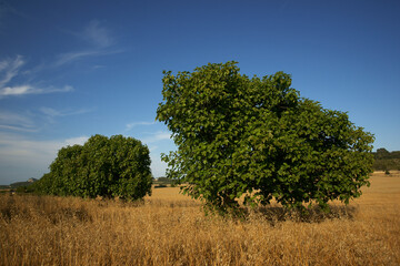 Higueras en un campo de cereales. Sant Joan.Mallorca.Islas Baleares. España.