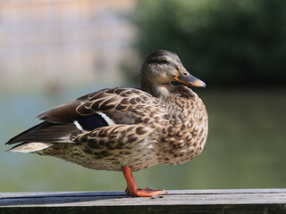 Mallard