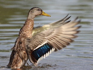 Mallard