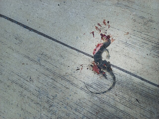 The lizard dies on the concrete.