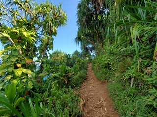 Hawaii Landscape with Path in Forest
