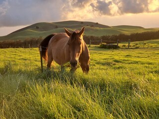 Horse in field of a ranch